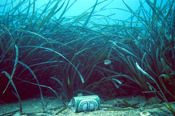 05 Posidonia.jpg